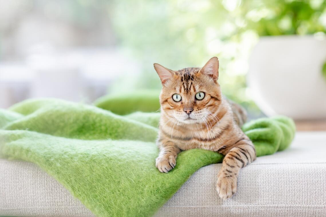 JRS Petcare