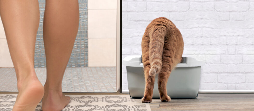 Arena ecológica para gatos