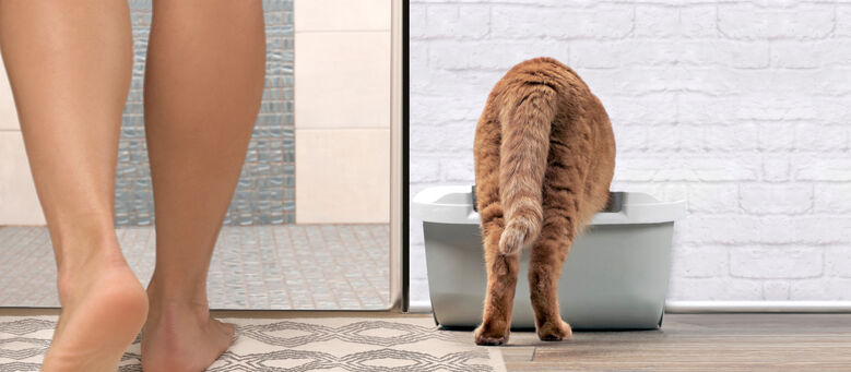 Arena ecológica para gatos