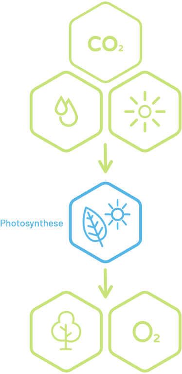 El proceso de formación natural de la celulosa.
