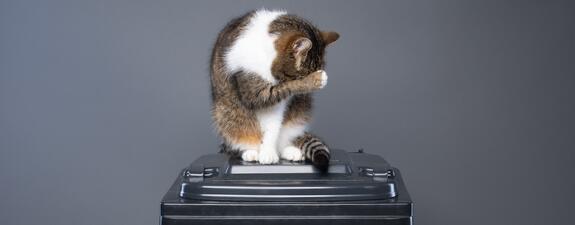 Reducir drásticamente los residuos de la arena para gatos: la mayoría de los alemanes está a favor de cambiar a la arena vegetal, según una encuesta