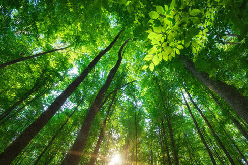 Tecnología de fibras vegetales fascinada por la naturaleza