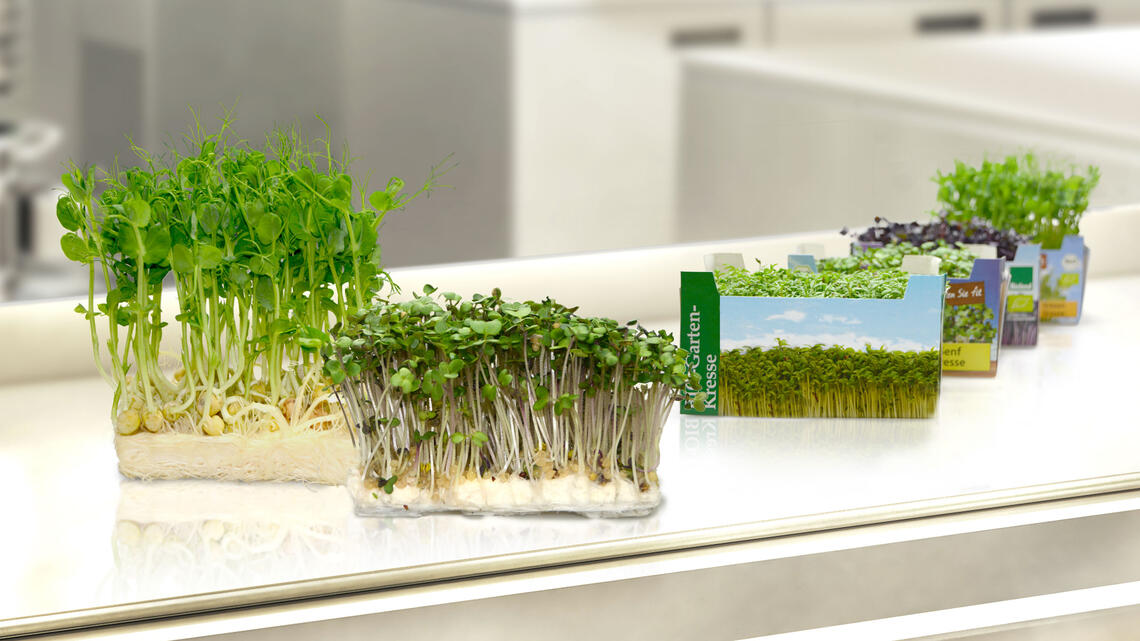 El sistema listo para usar para todo tipo de microgreens