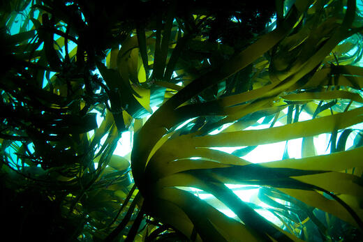 Ventajas y aplicaciones importantes