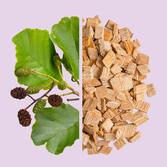 Alder